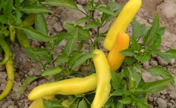 Hot Pepper, Hungarian Yellow Wax Hot