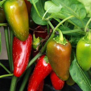 Hot Pepper, Jalapeño