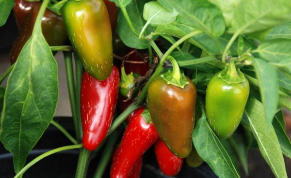Hot Pepper, Jalapeño
