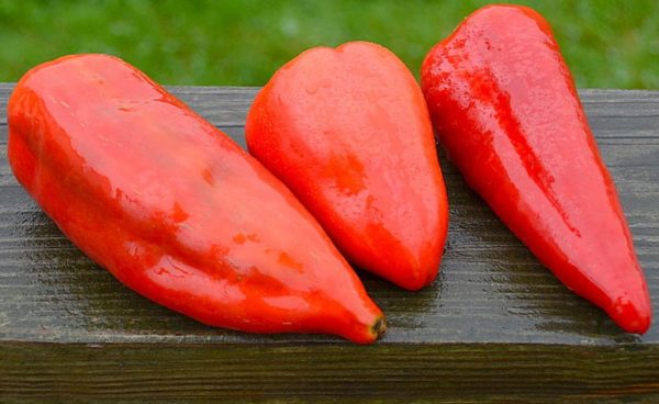 Sweet Pepper, Pimento