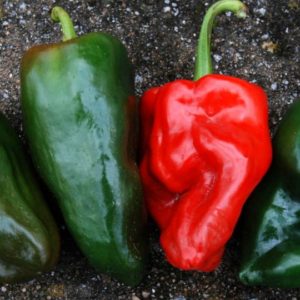 Hot Pepper, Poblano
