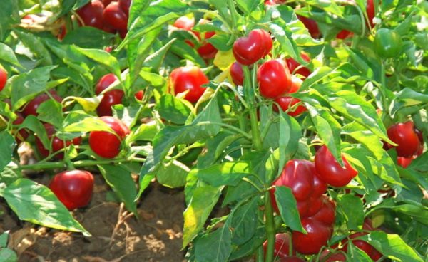 Hot Pepper, Red Cherry Hot