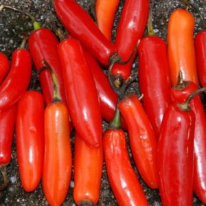 Hot Pepper, Serrano