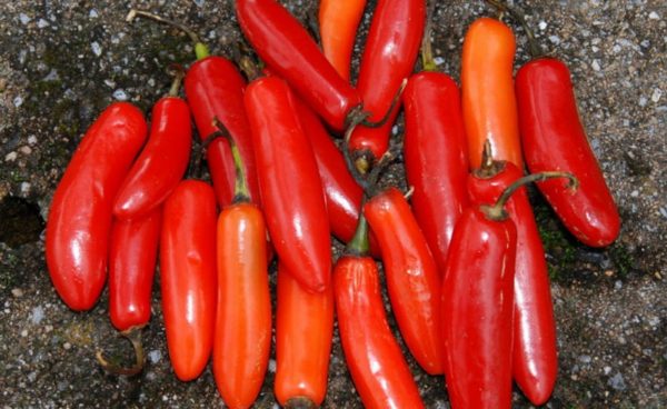 Hot Pepper, Serrano