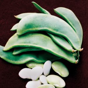 Pole Lima Bean, King of the Garden