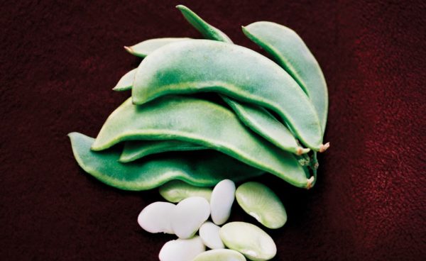 Pole Lima Bean, King of the Garden