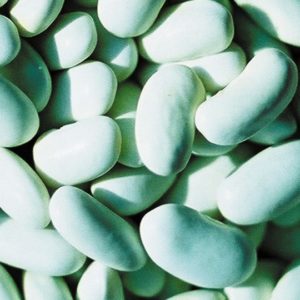 Pole Bean, Blue Lake Stringless