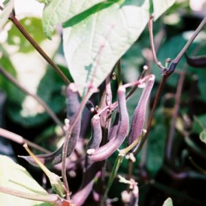 Pole Bean, Purple Podded Pole