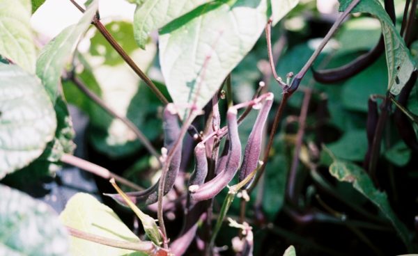 Pole Bean, Purple Podded Pole