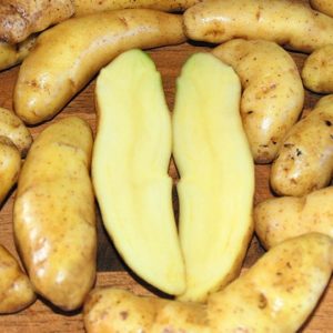 Fingerling Potato - Austrian Crescent  - 1 Lb