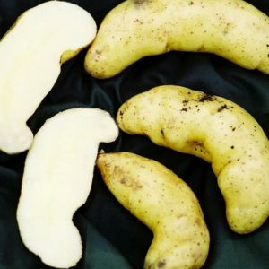 Fingerling Potato - LaRatte - 1 Lb