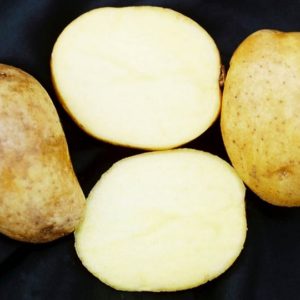 Standard Potato - Nicola - 1 Lb