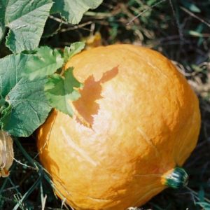 Pumpkin, Boston Marrow