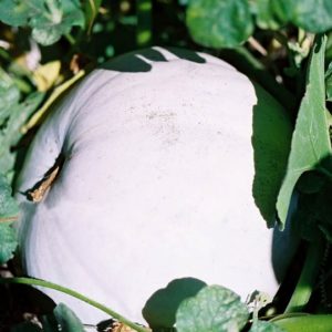 Pumpkin, Casper