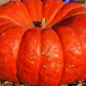 Pumpkin, Rouge Vif D’Etampes (aka Cinderella)