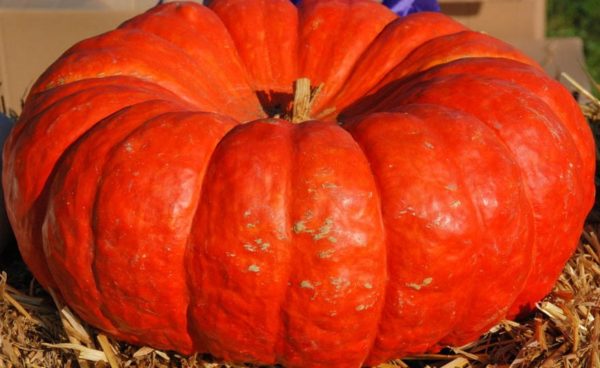 Pumpkin, Rouge Vif D’Etampes (aka Cinderella)