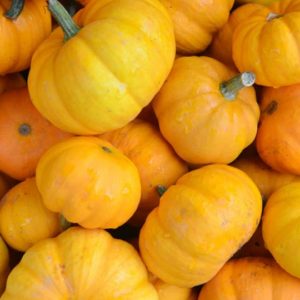 Pumpkin, Wee Be Little (aka Jack Be Little)