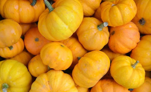 Pumpkin, Wee Be Little (aka Jack Be Little)