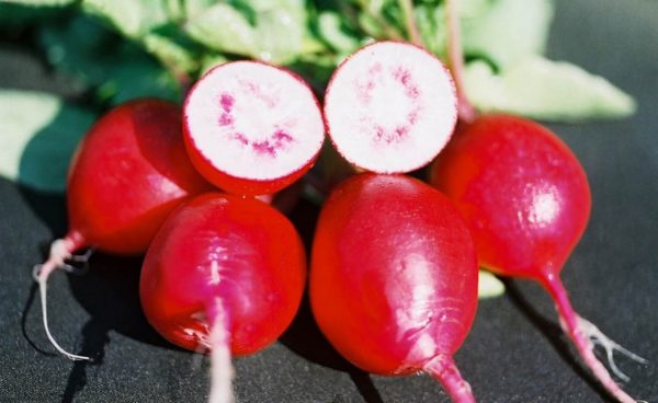 Radish, Cherry Belle