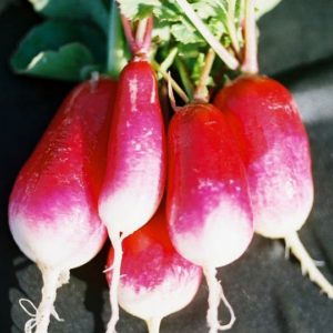 Radish, French Breakfast