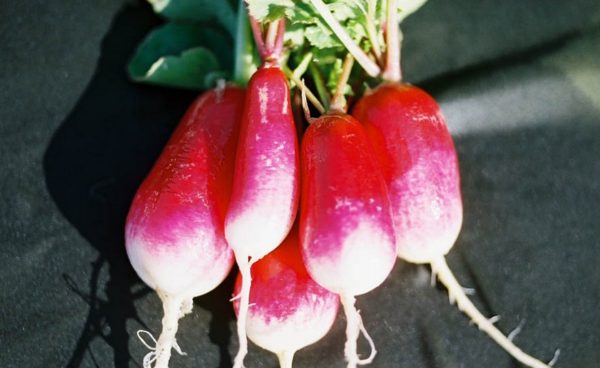 Radish, French Breakfast