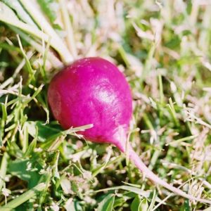 Radish, Plum Purple