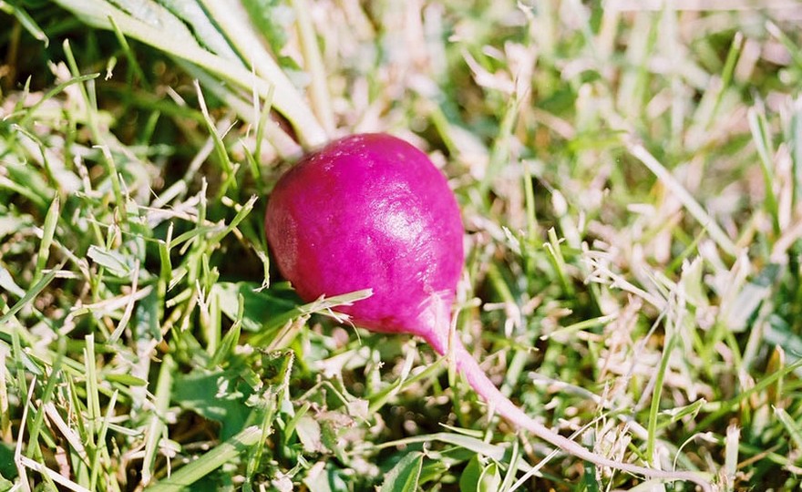 thumbnail image 2 of 100 Fresh Harvest Purple Plum Radish Seeds – Easy Grow, Annual, Full Sun 2 of 6