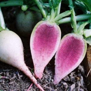 Radish, Red Meat - The Watermelon Radish