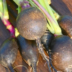 Radish, Round Black Spanish
