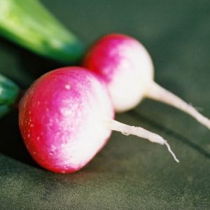 Radish, Sparkler White Tip