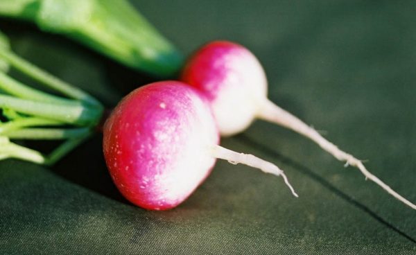Radish, Sparkler White Tip