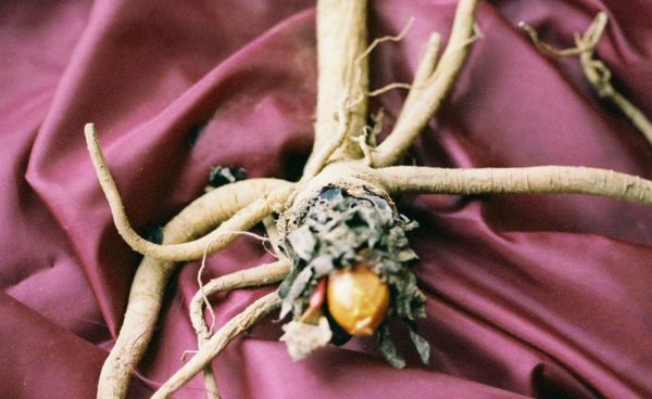 Rhubarb Roots, Crimson Red – Harvesting History