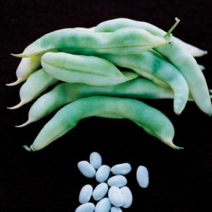Runner Bean, State Half Runner