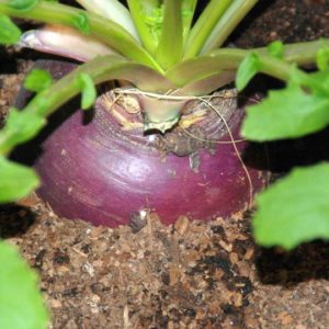 Rutabaga, Laurentian