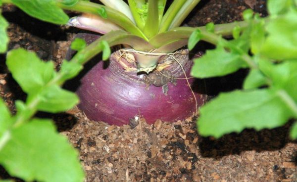 Rutabaga, Laurentian