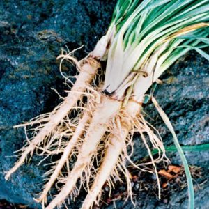 Salsify, Mammoth Island Sandwich