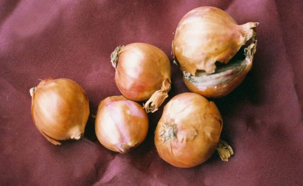 Shallot Sets - 8 per bag