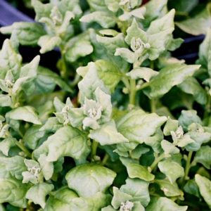 Spinach, New Zealand