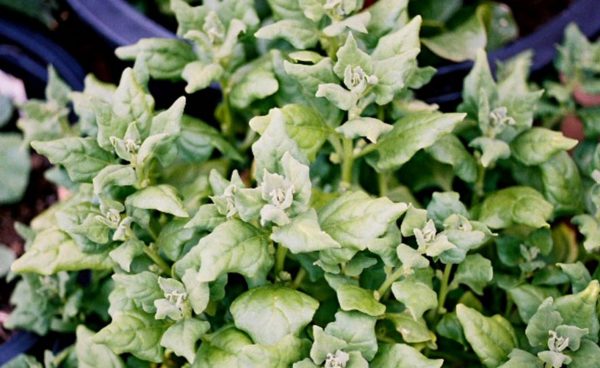 Spinach, New Zealand