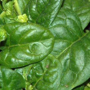 Spinach, Giant Noble