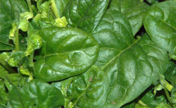 Spinach, Giant Noble
