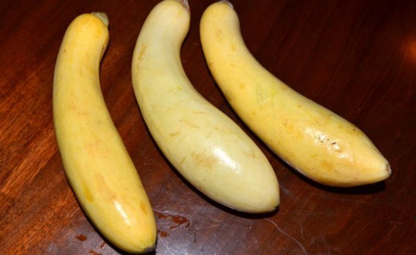 Summer Squash, Early Yellow Crookneck