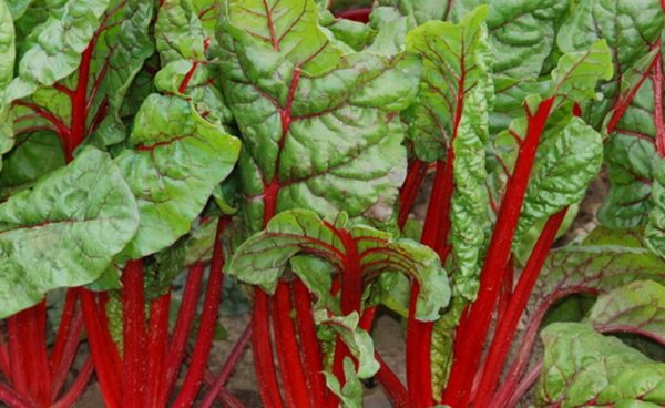 Swiss Chard, Rhubarb Ruby Red