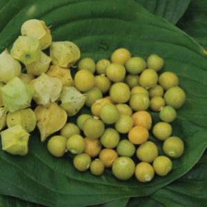 Tomatillo, Ground Cherry
