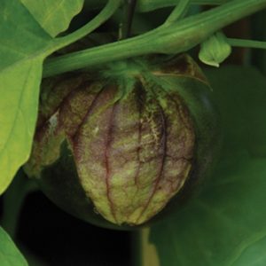 Tomatillo, Purple