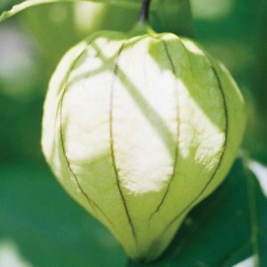 Tomatillo, Toma Verde