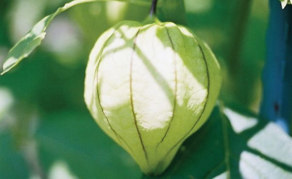 Tomatillo, Toma Verde