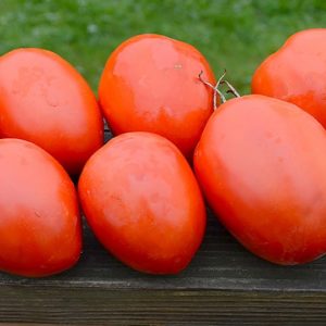 Paste/Plum Tomato, Amish Paste