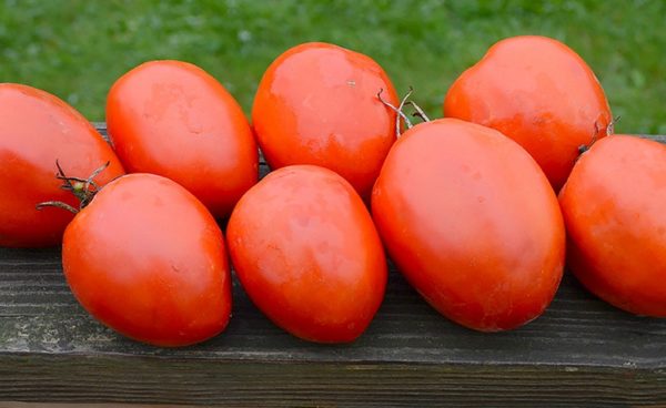 Paste/Plum Tomato, Amish Paste