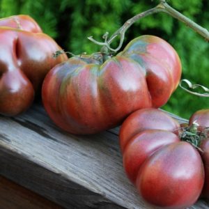 Slicing Tomato, Black Krim